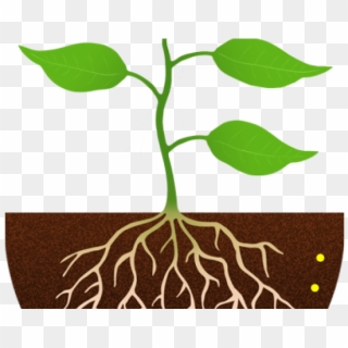 Clipart Plant With Roots - Png Download
