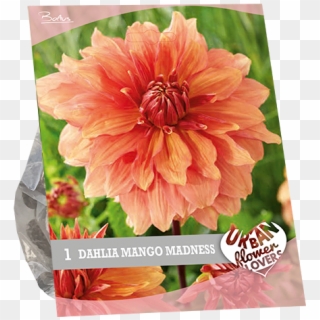 7250 Dahlia Mango Madness Per 1 Urban Flowers - Dahlia Clipart