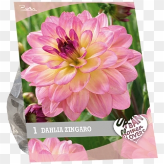 7240 Dahlia Zingaro Per 1 Urban Flowers - Dahlia Clipart