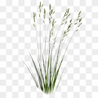 1 - Long Grass Png Clipart