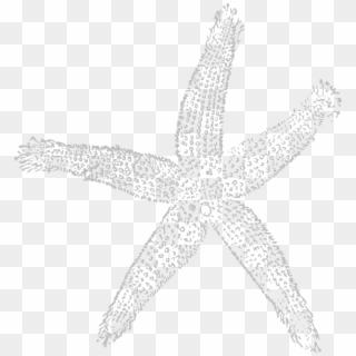 Star Fish Light Gray Png Clipart