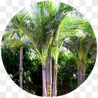 Palm Trees Types , Png Download - King Palm Tree Clipart
