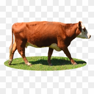 Cow Png Image, Free Cows Png Picture Download Clipart