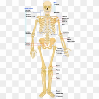 The Skeleton Is The Bone And Cartilage Scaffolding - Cartilage In Skeletal System Clipart