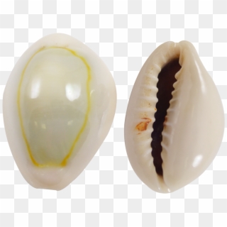 Ring Top Cowrie Shells Clipart