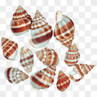 Free Png Download Transparent Sea Snail Shells Clipart - Sea Snails Snail Png