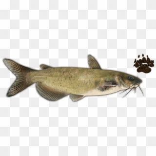 Catfish Png Clipart
