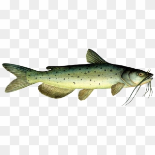 Channel Catfish Clipart