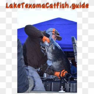 Catching Blue Catfish, Lake Texoma Catfish Guides - Jigging Clipart