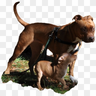 Red Nose American Pit Bull Terrier Breeders In Ca Who - Red Nose Pitbull Puppy Female And Male Clipart