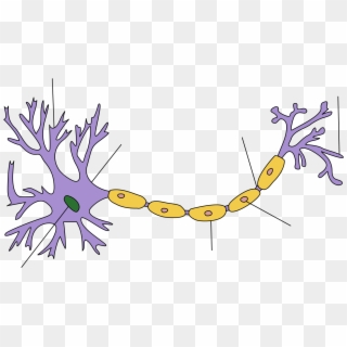 Biology, Blood, Cell, En, Muscle, Nerve, Phloem, Red, - Simple Neurons Clipart