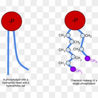 Phospholipid Chemicalmakeup - Phospholipid Definition Clipart
