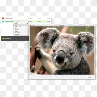User-added Image - Koala Art Clipart