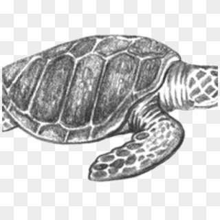 Olive Ridley Sea Turtle Sketch Clipart