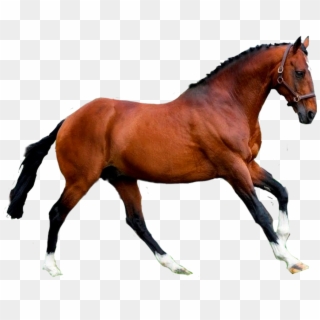 #horse #caballo - Sorrel Clipart