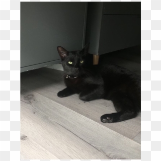 Felix Is Missing - Black Cat Clipart