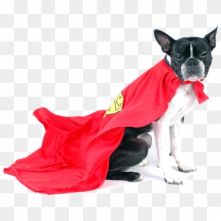 We Are Not A Pet Superstore - Super Dog Png Clipart