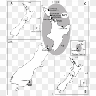 The Distribution Of Killer Whales Around New Zealand - Map Clipart