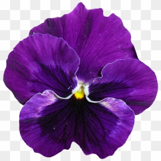 Fiore Viola Png - Pastel De Flores Comestibles Clipart