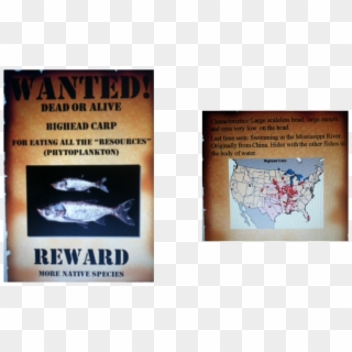 Asian Carp Wanted Poster Clipart