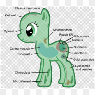 Eukaryotic Cells My Little Pony Clipart Plant Cell - Png Download