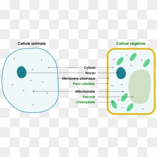 1 Basic Structure Of Animal And Plant Cells - Cell Membrane And Cell Wall Clipart