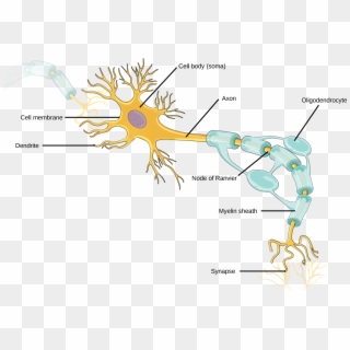 Figure 35 - 1 - 1 - Neurons Contain Organelles Common - Neuron Structure Clipart