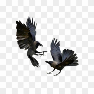 Tubes Oiseaux Varies Png - Crows Fighting Clipart