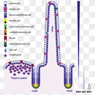 Clipart Library Download Organization And Types Of - Intestinal Epithelial Cell Types - Png Download