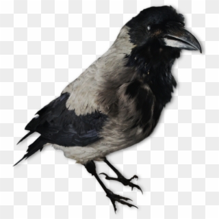 Image Of A Crow Decoy - Kråka Png Clipart