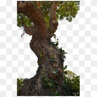 727 X 1098 17 - Old Tree Trunk Png Clipart