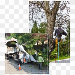 Green Forest Tree Service - Tree Removing Service Clipart