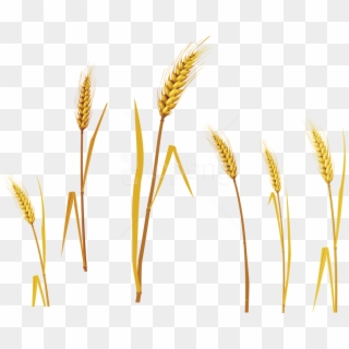 Free Png Wheat Png Images Transparent - Barley Png Clipart