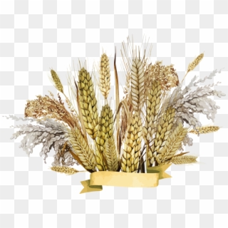 Wheat Png, Download Png Image With Transparent Background, - Millet Hd Png Clipart