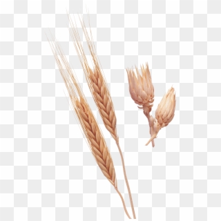 Wheat Png Image Purepng - Dinkel Wheat Clipart