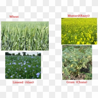 Wheat, Gram, Pea, Mustard, Linseed Clipart