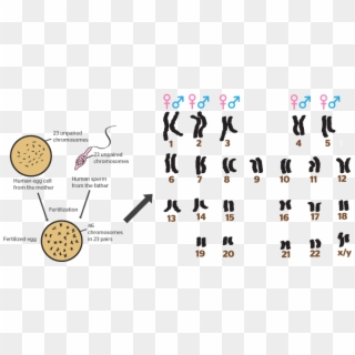 Was This Helpful - Chromosome Clipart