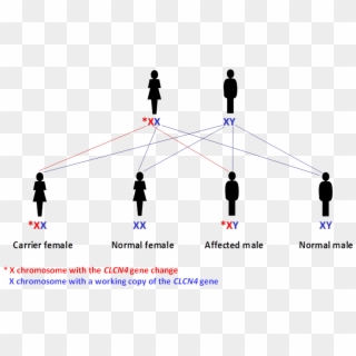 Passing On The X Chromosome With The Working Clcn4 - Thoc2 Gene Clipart