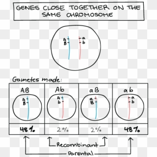 Genes Close Together On A Chromosome Have A Smaller - Genes Ligados Ejemplos Clipart