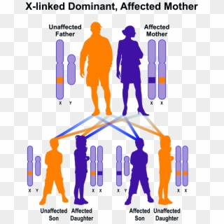 X-linked Dominant, Mother Affected - X Linked Dominant Clipart