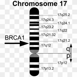 Brca1 En - Brca 1 Gene Clipart