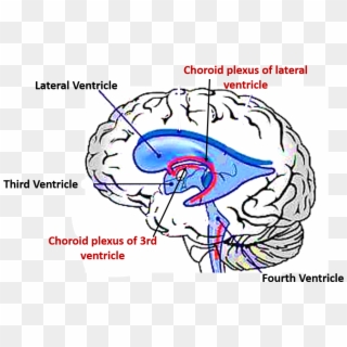 Lateral Ventricle Png 3rd Ventricle Choroid Plexus - Choroid Plexus Of Lateral Ventricles Choroid Fissure Clipart