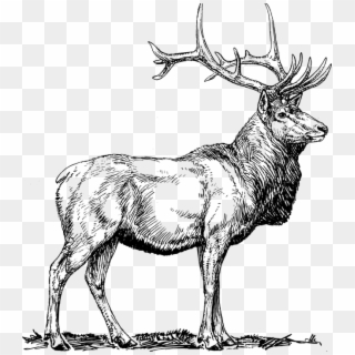 Elk Bull Head - Elk Vector Clipart