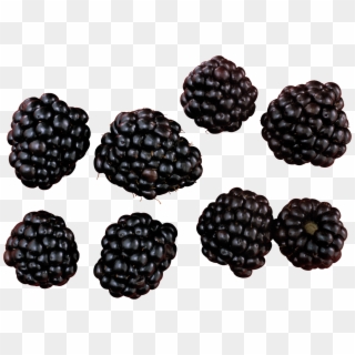 Blackberry Variations - Blackberry Png Clipart