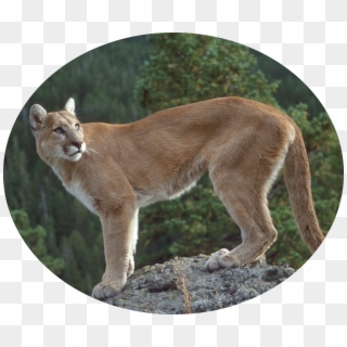 Image Result For Animal Luckeyfrog Sketch Badges - Male Cougar Clipart