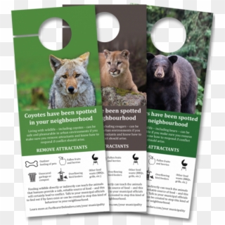Coyote, Cougar, And Bear , Png Download Clipart
