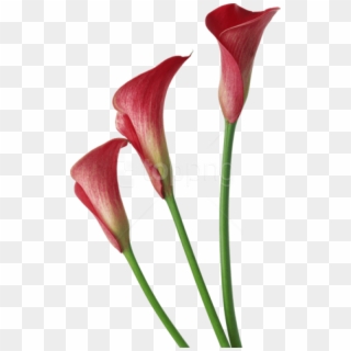 Free Png Download Red Transparent Calla Lilies Flowers - Red Calla Lily Png Clipart