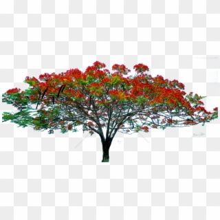 Free Png Spring Tree Png Png Image With Transparent - Tree Image Hd Png Clipart