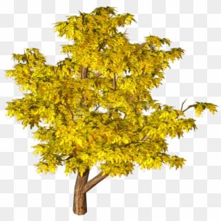Free Png Download Yellow Fall Tree Png Images Background - Yellow Tree Png Clipart