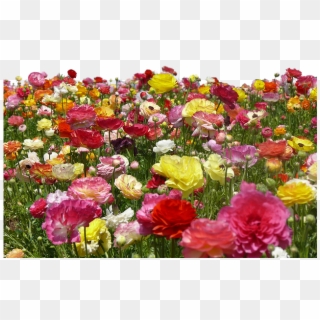 Clipart Farm Flower - Garden Roses - Png Download